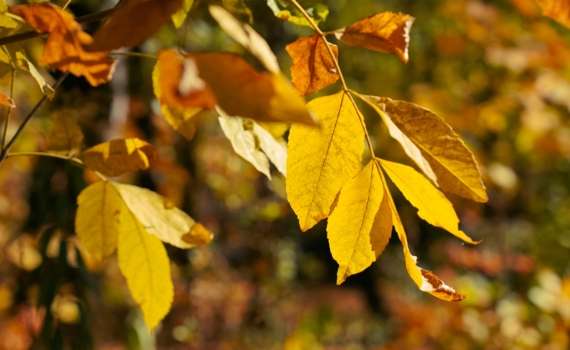 Федотов день 20 ноября: что можно и нельзя в день, когда русалки спят, а рукоделие процветает Федотов день 20 ноября: что можно и нельзя в день, когда русалки спят, а рукоделие процветает