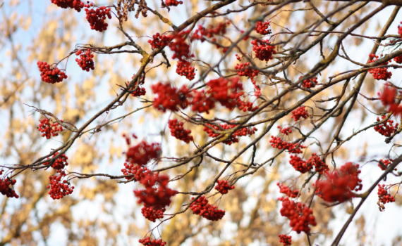 27 ноября отмечаем праздник в честь ветеринаров на Кубани, оценщиков, именинников и не только