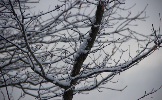 Не просто сугроб, снег — союзник дачника: 4 неочевидных способа помочь саду перезимовать Не просто сугроб, снег — союзник дачника: 4 неочевидных способа помочь саду перезимовать