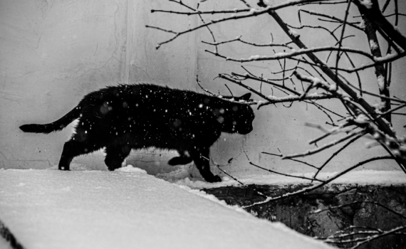 Луна в Стрельце 12 января 2026: что можно и нельзя в стратегический день — не делать, а планировать Луна в Стрельце 12 января 2026: что можно и нельзя в стратегический день — не делать, а планировать