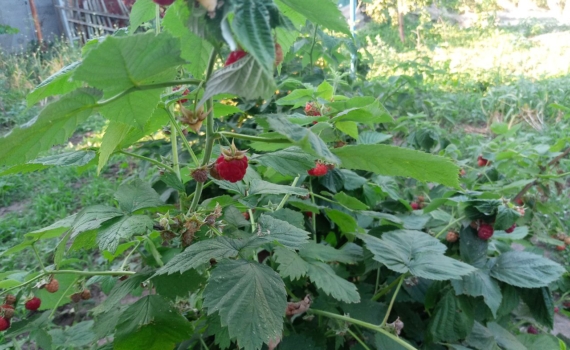 Один простой раствор — и малина удивит урожаем: что добавить в воду после цветения Один простой раствор — и малина удивит урожаем: что добавить в воду после цветения